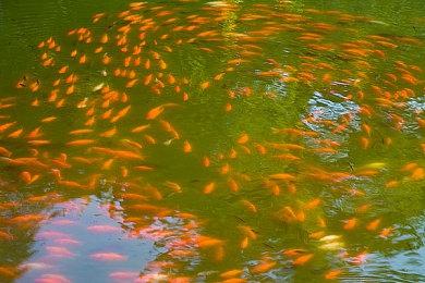 《星球大战：法外狂徒》有声誉系统和太空战斗